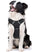 Veterinarian Recommended NO CHOKE Collar